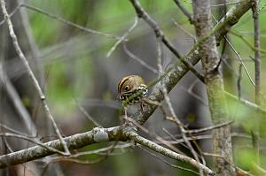 Warbler, Ovenbird, 2025-05077564 Parker River NWR, MA
